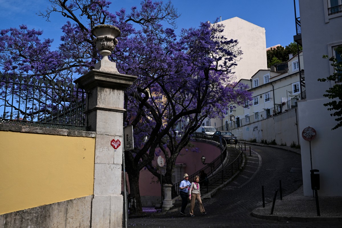 بالصور- لشبونة الزاخرة بأشجار الجاكاراندا تكتسي بالأزرق والبنفسجي كل ربيع